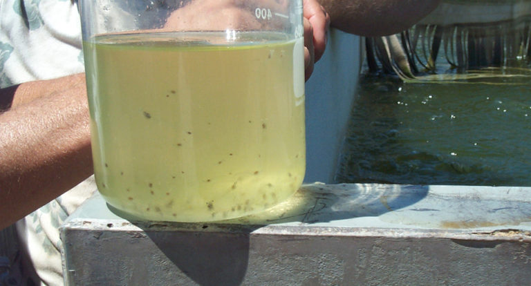 Article image for Nutritional considerations for Pacific white shrimp reared in inland, low-salinity waters
