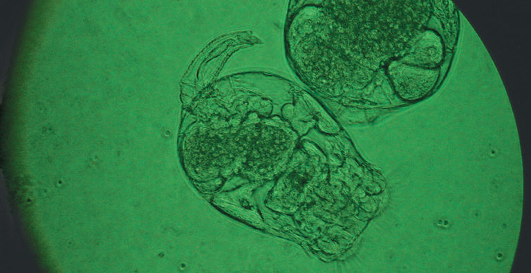 Article image for New-generation rotifer diets improve hatchery operations