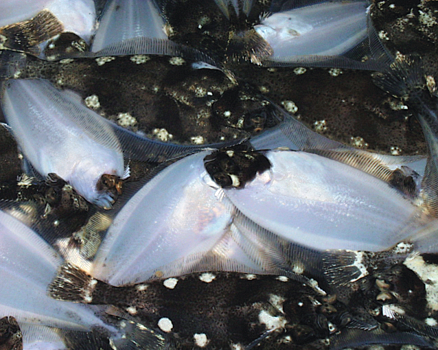 Nutrition impacts pigmentation, eye migration In Atlantic halibut Responsible Seafood Advocate