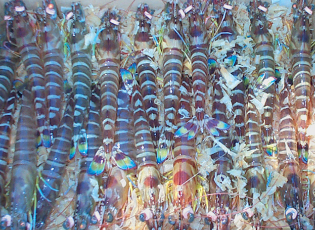 Article image for Ploidy manipulation induces sterility in kuruma prawns