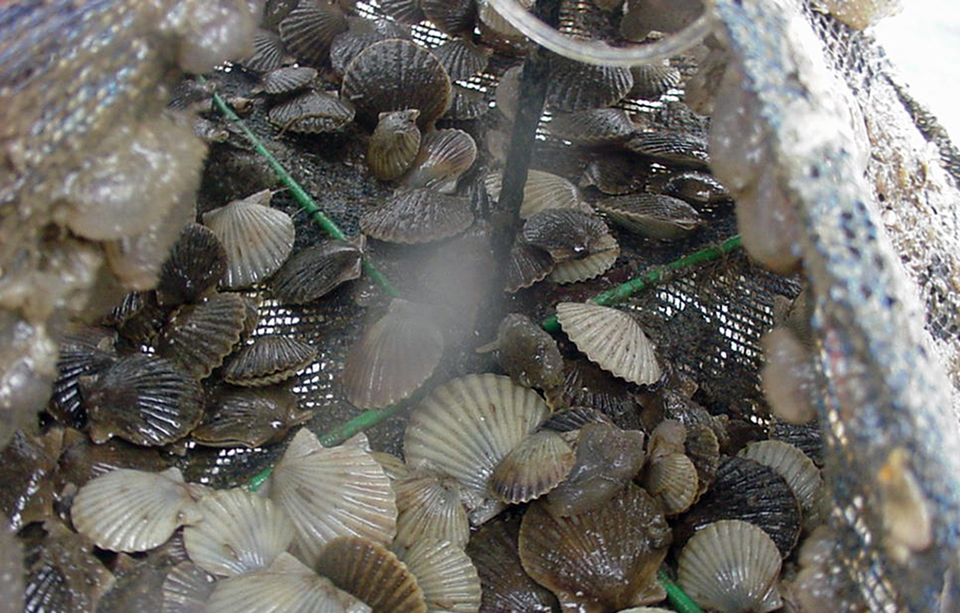 Article image for Benzopyrene, a polycyclic aromatic hydrocarbon, found to harm bay scallops