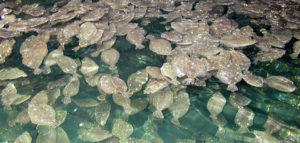 Production economics of flounder aquaculture