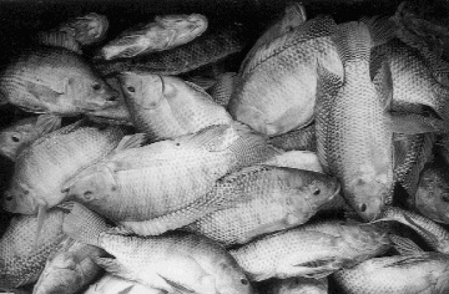 Article image for Philippine studies support moderate feeding in tilapia