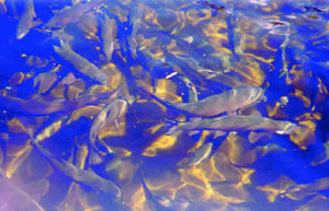 MHA supplementation in soy-based diets improves performance of rainbow trout