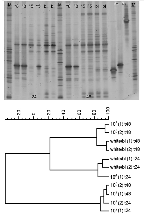 Article image for Selection of probiotics for marine larviculture