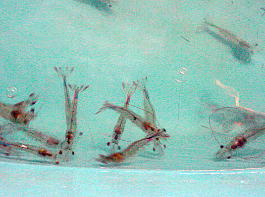 Article image for Study assesses fatty acid requirements, lipid levels of juvenile Pacific white shrimp