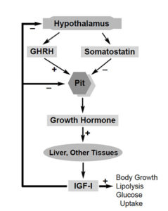 Recombinant fish growth hormones