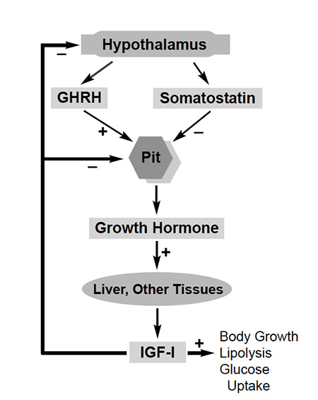 Article image for Recombinant fish growth hormones