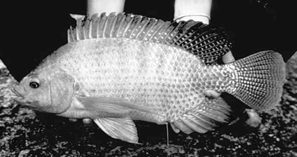 Article image for ‘Super male’ Nile tilapia outperform hormone-reversed fish in Nicaragua
