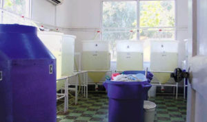 Tanks used to evaluate horizontal NHP transmission from infected to healthy shrimp.