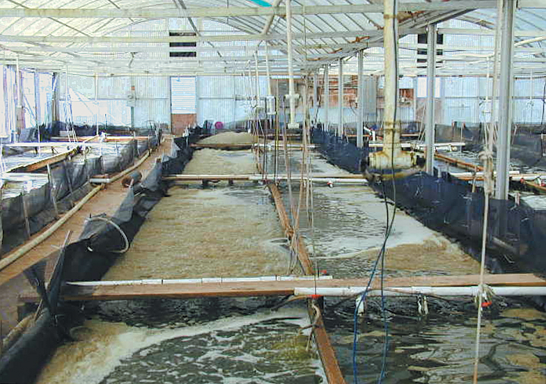 Nursery trial compares filtration system performance in intensive ...