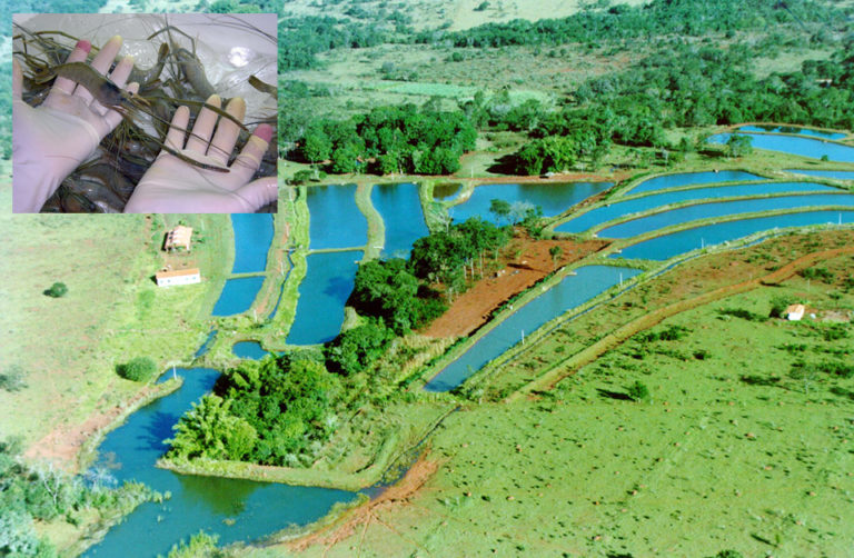 Article image for Freshwater prawn farming in Brazil