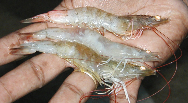 Article image for Infectious myonecrosis: New disease in Pacific white shrimp