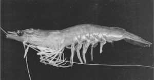 India study: Corn gluten can partially replace fishmeal in white shrimp feed