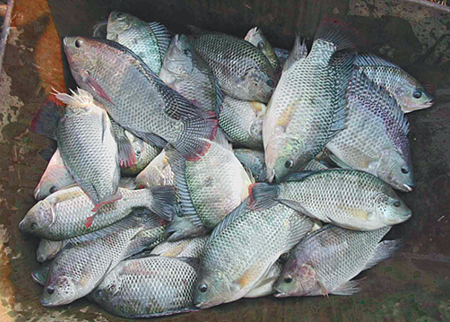 Article image for Production priorities overshadow genetic quality at African fish hatcheries