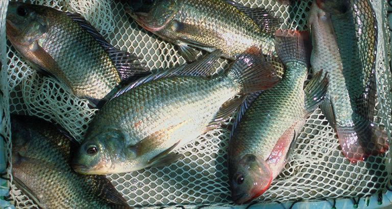 Article image for Tilapia farmers participate in Oman research