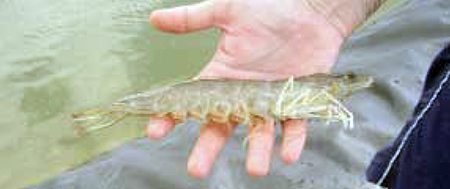 Article image for Strain of reference shrimp aids researchers, farmers