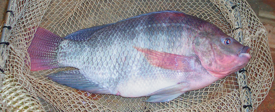 Article image for Monosex tilapia production