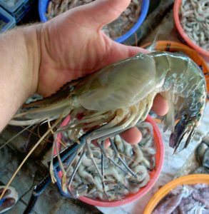 Freshwater prawn feed management