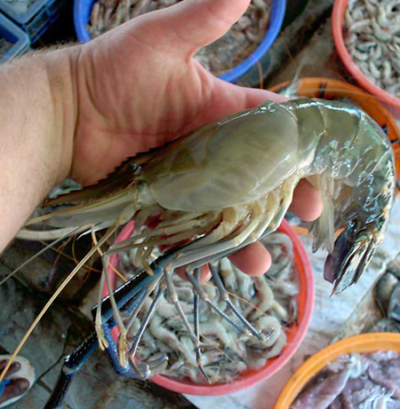 Article image for Freshwater prawn feed management
