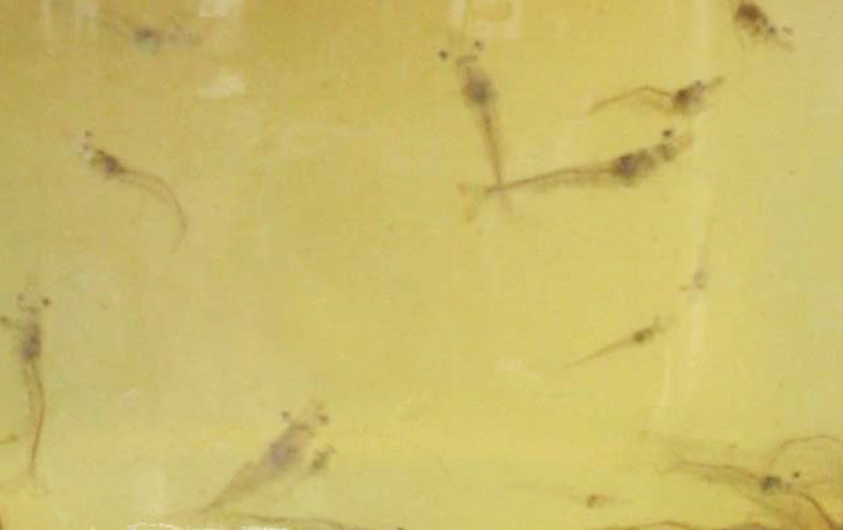 Article image for TSV challenges advance selective breeding in Pacific white shrimp