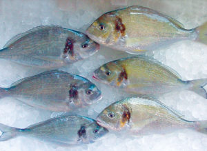 Finishing diet improves sea bream quality