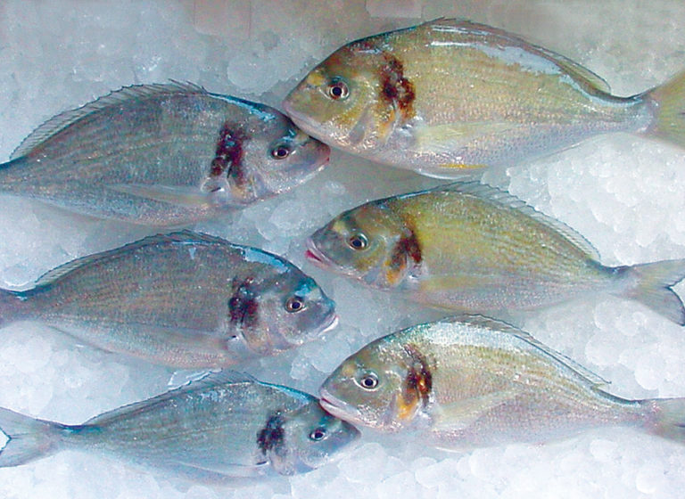 Article image for Finishing diet improves sea bream quality