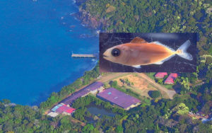 larval juvenile yellowfin tuna