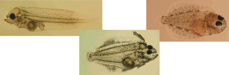 Article image for Green water culture of California halibut larvae