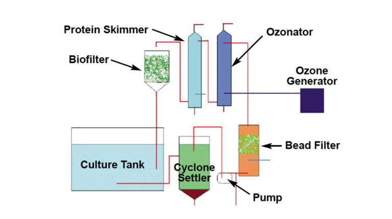 Article image for Prototype RAS raises larval penaeid shrimp