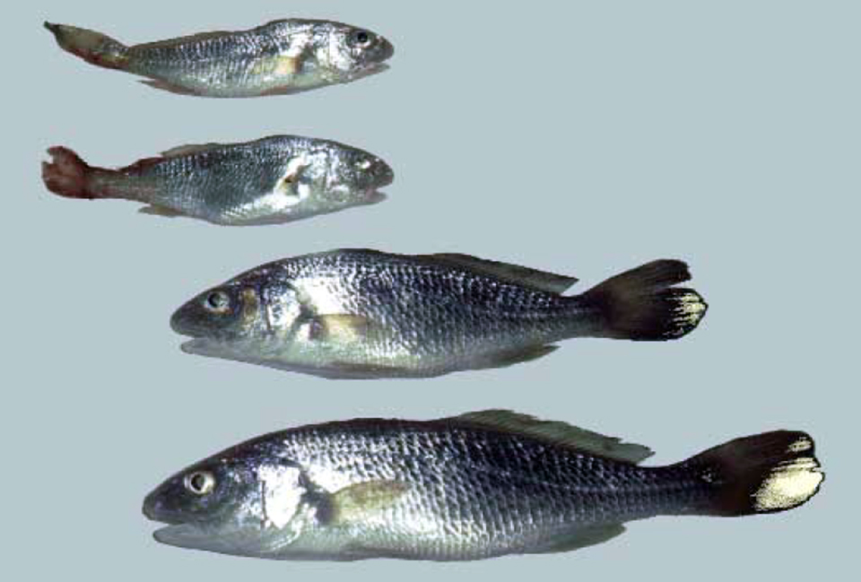 Article image for Vitamins: Varied factors affect health, disease resistance effects in fish