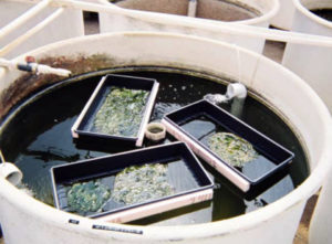 Microbial mats remove nitrogen, phosphorus from aquaculture effluents