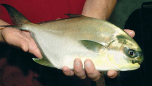 Florida pompano