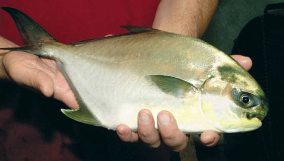 Article image for Captive reproduction, larviculture of Florida pompano