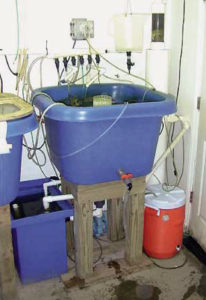 Pilot-scale recirculating rotifer culture system uses condensed microalgae
