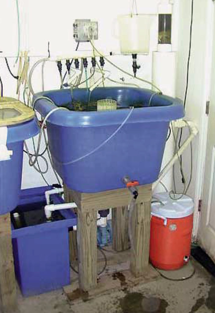 Article image for Pilot-scale recirculating rotifer culture system uses condensed microalgae