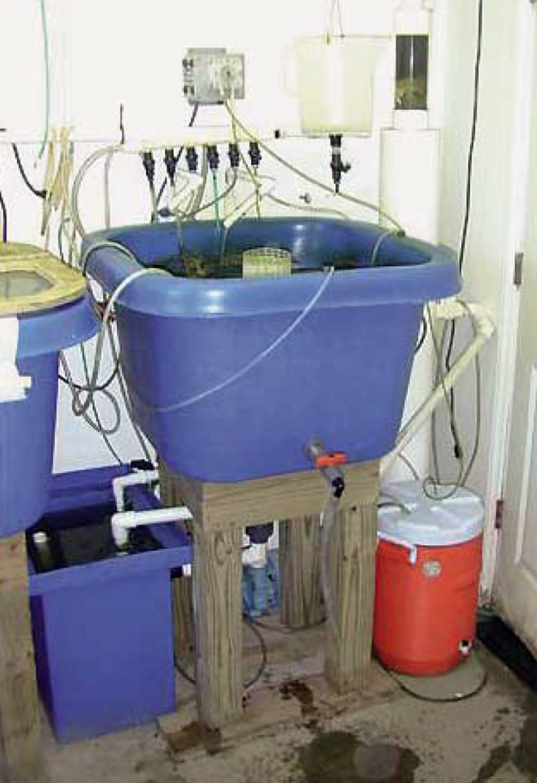 Article image for Pilot-scale recirculating rotifer culture system uses condensed microalgae