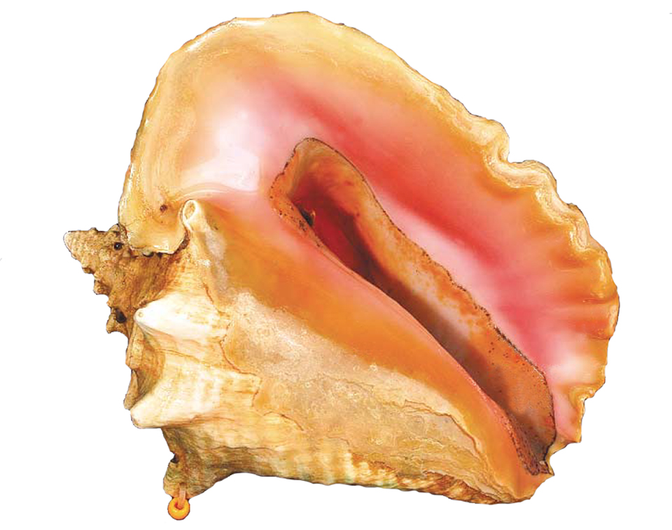 Article image for Queen conchs conservation through aquaculture, education