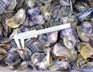 Australian research examines effects of hatchery cleaners, procedures on oyster embryos