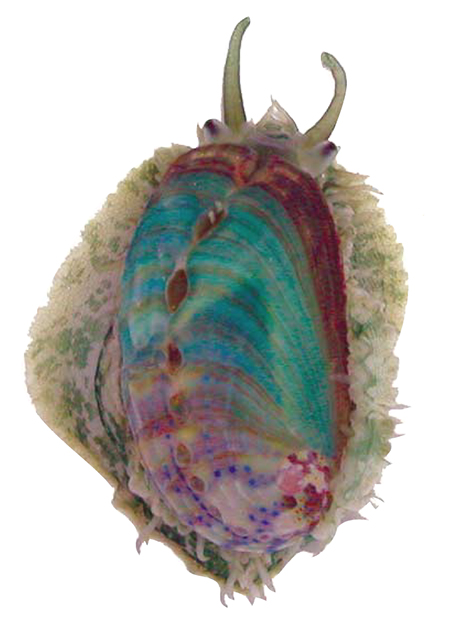 Article image for Tropical abalone DNA reveals untapped growth potential
