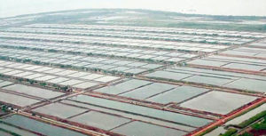 Shrimp farming in Indonesia