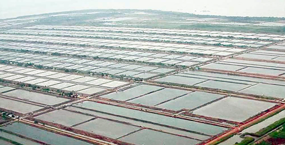 Article image for Shrimp farming in Indonesia