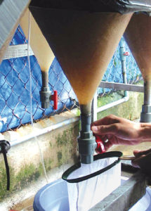 Artemia replacement diets