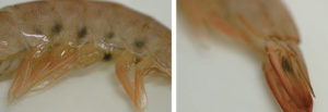 Preventing melanosis in shrimp