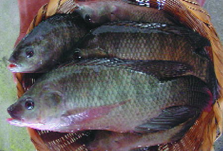 Article image for Tilapia farming in Honduras