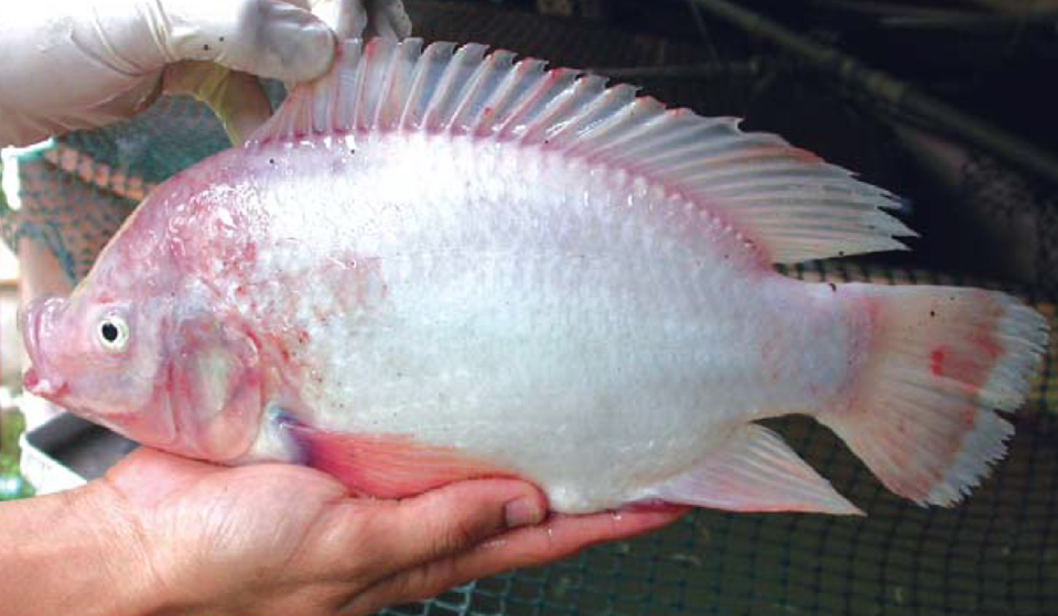 Article image for Lipid nutrition of farmed tilapia