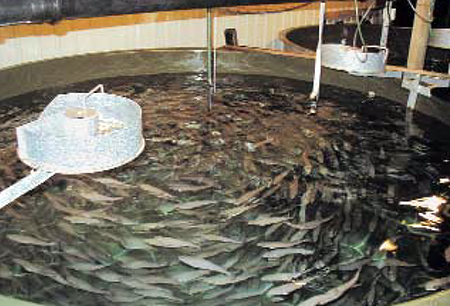 Article image for Northcod project aims for sustainable, profitable cod farming in northern Europe