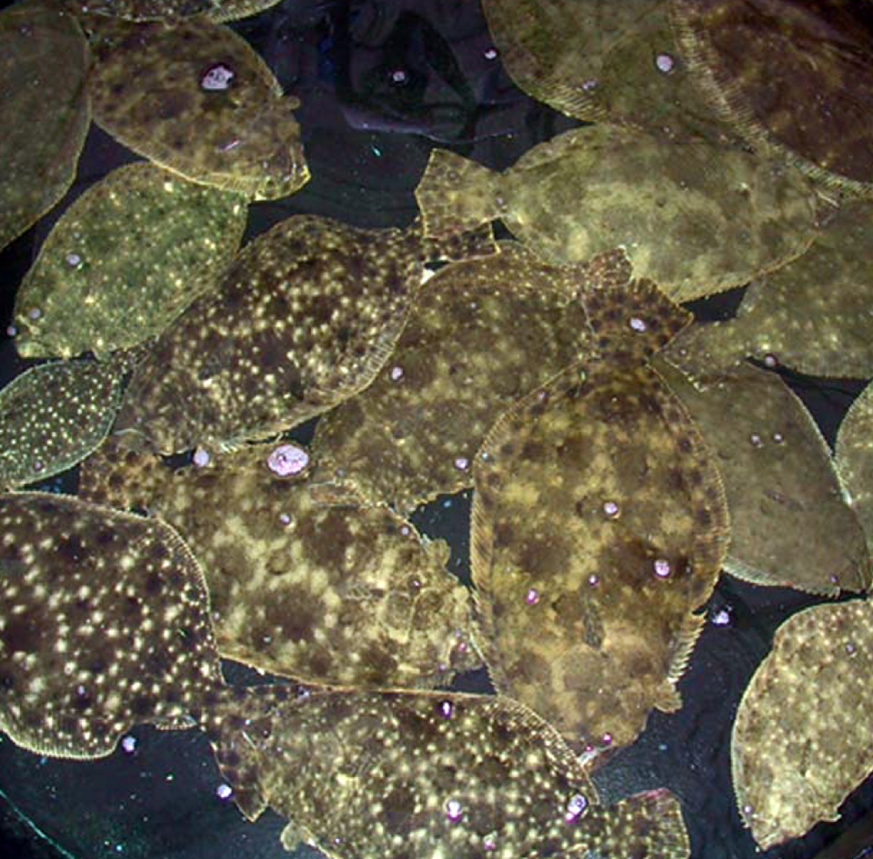 Article image for Florida study achieves tank spawning of southern flounder