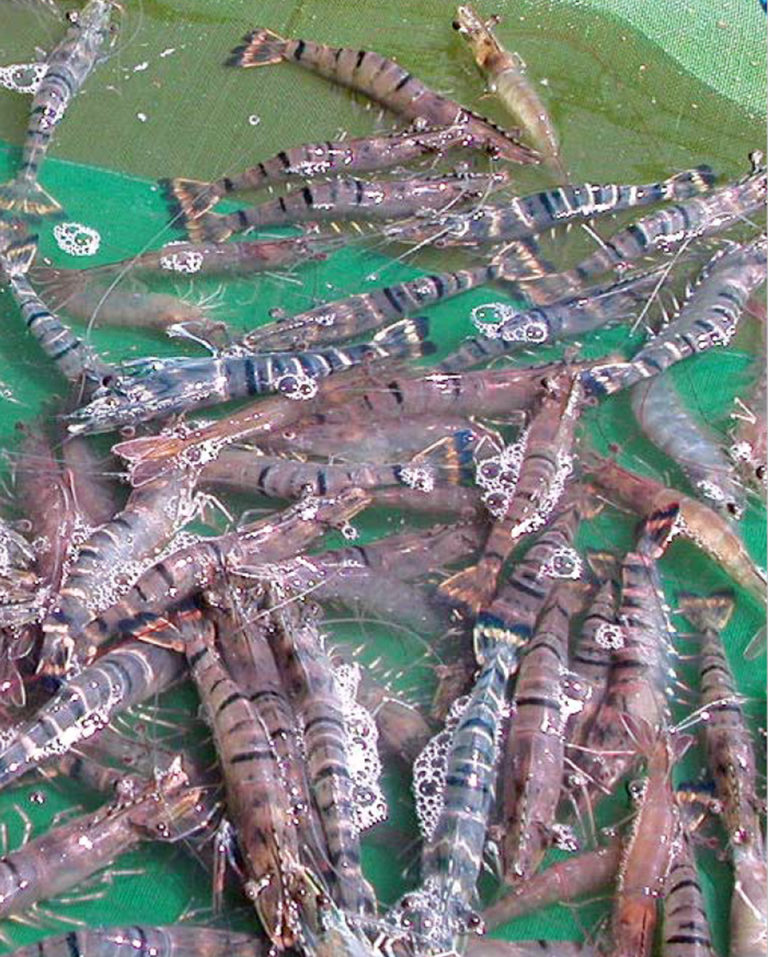 Article image for Polyculture studies with white, black tiger shrimp show promise in Indonesia