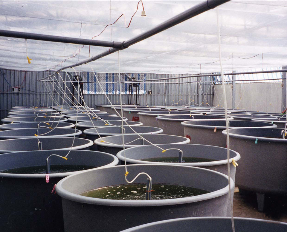 Freshwater prawn seed production, culture expand in Vietnam